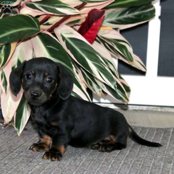 Sammy, Dachshund Puppy