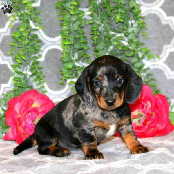Sammy – Mini, Dachshund Puppy