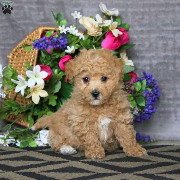 Sammy, Bich-Poo Puppy