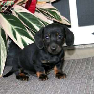 Sammy, Dachshund Puppy