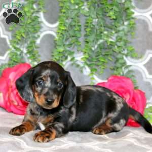 Sammy – Mini, Dachshund Puppy
