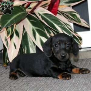 Sammy, Dachshund Puppy