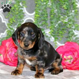 Sammy – Mini, Dachshund Puppy