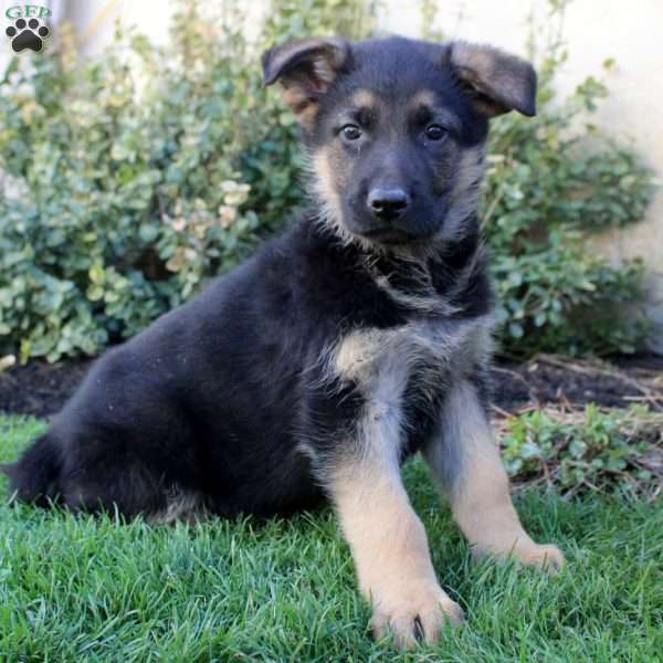 Samson, German Shepherd Puppy