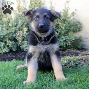 Samson, German Shepherd Puppy