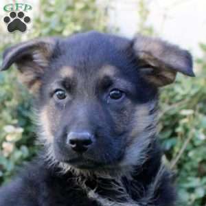 Samson, German Shepherd Puppy