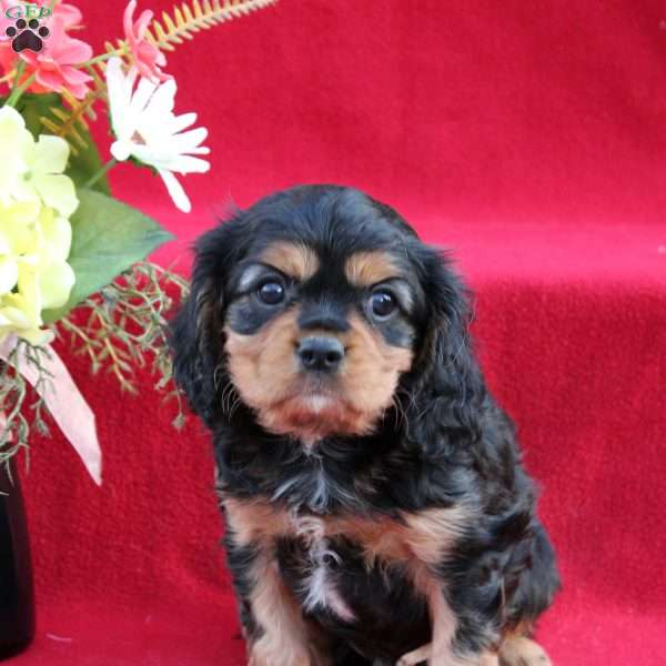 Sancho, Cavalier King Charles Spaniel Puppy