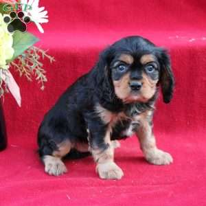 Sancho, Cavalier King Charles Spaniel Puppy