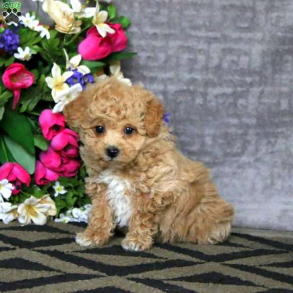 Sara, Bich-Poo Puppy