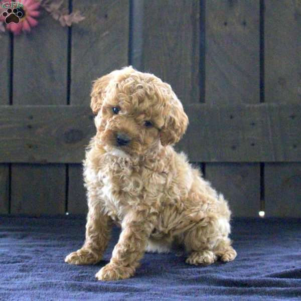 Sarah, Cavapoo Puppy