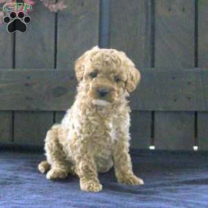 Sarah, Cavapoo Puppy
