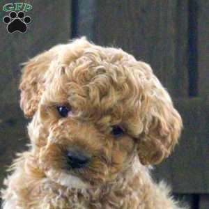 Sarah, Cavapoo Puppy