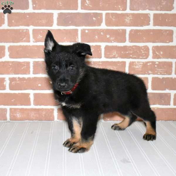 Sarge, German Shepherd Puppy