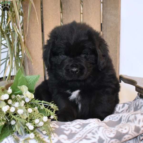 Sarge, Newfoundland Puppy