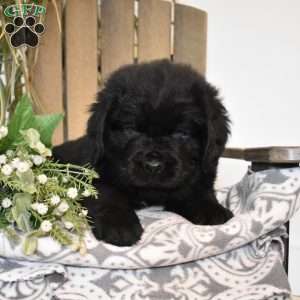 Sarge, Newfoundland Puppy