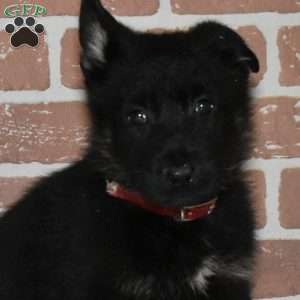 Sarge, German Shepherd Puppy