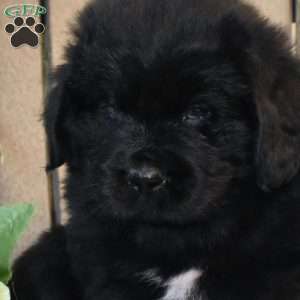 Sarge, Newfoundland Puppy
