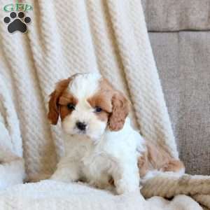 Sasha, Cavapoo Puppy