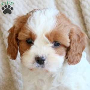 Sasha, Cavapoo Puppy