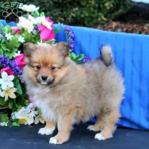 Sasha, Pomeranian Puppy