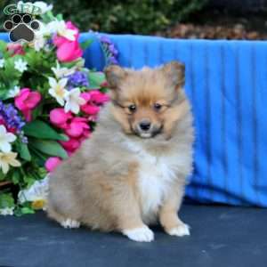 Sasha, Pomeranian Puppy