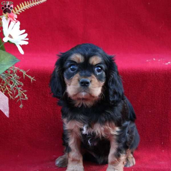 Sasha, Cavalier King Charles Spaniel Puppy