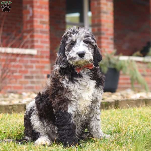 Sasha, Newfypoo Puppy