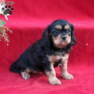 Sasha, Cavalier King Charles Spaniel Puppy