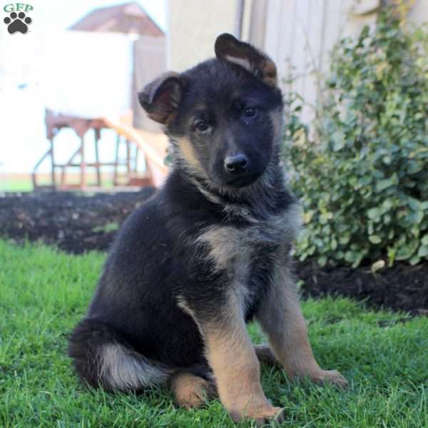 Sawyer, German Shepherd Puppy