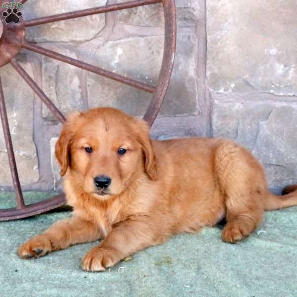 Sawyer, Golden Retriever Puppy
