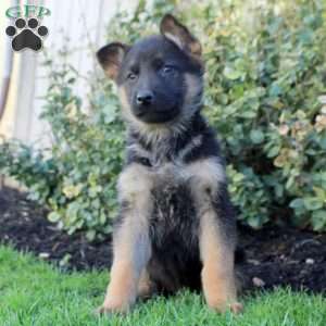 Sawyer, German Shepherd Puppy