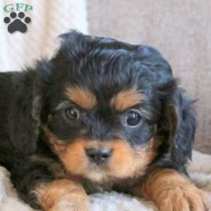 Sawyer, Cavapoo Puppy