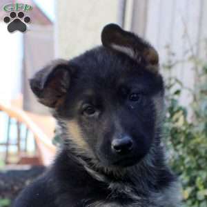 Sawyer, German Shepherd Puppy
