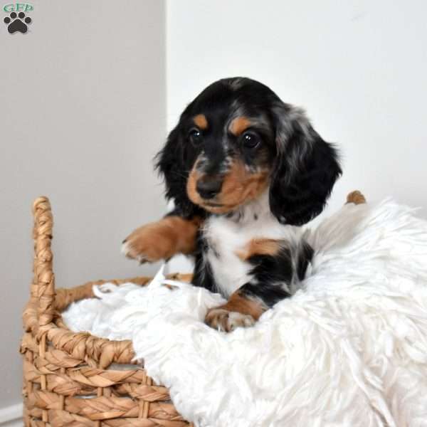 Scamp, Dachshund Puppy