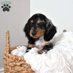 Scamp, Dachshund Puppy