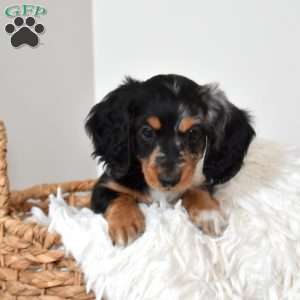 Scamp, Dachshund Puppy