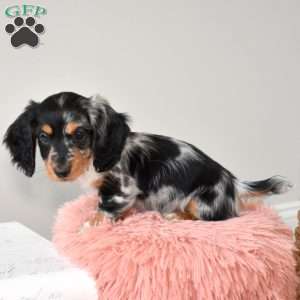 Scamp, Dachshund Puppy