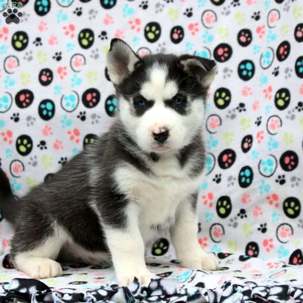 Scar, Siberian Husky Puppy