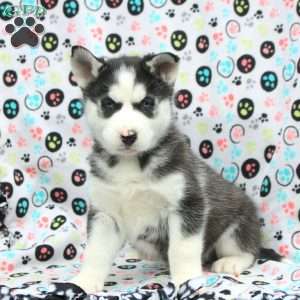 Scar, Siberian Husky Puppy