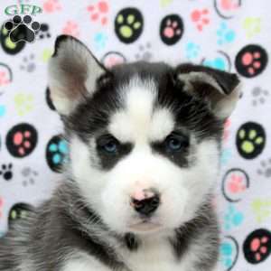 Scar, Siberian Husky Puppy