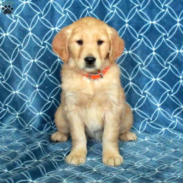 Scarlet, Golden Retriever Puppy