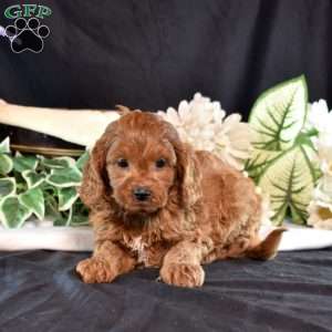 Scarlet, Cavapoo Puppy