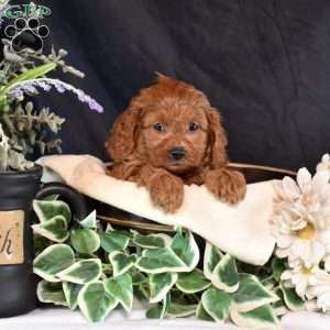 Scarlet, Cavapoo Puppy