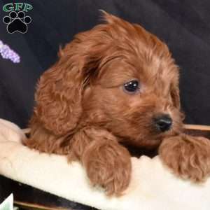 Scarlet, Cavapoo Puppy