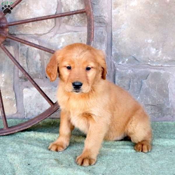 Scarlett, Golden Retriever Puppy