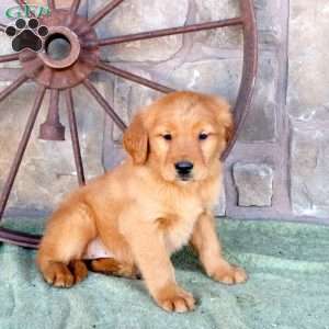 Scarlett, Golden Retriever Puppy