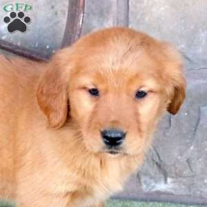 Scarlett, Golden Retriever Puppy