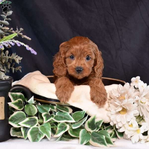 Schnitzel, Cavapoo Puppy