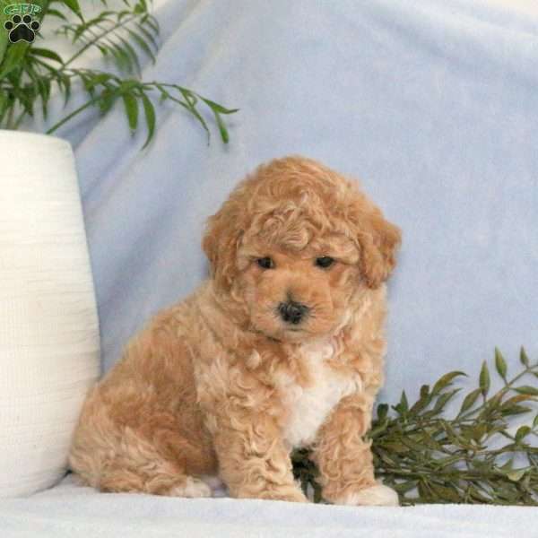 Scooby, Bich-Poo Puppy