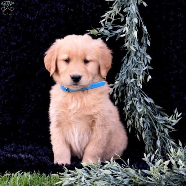 Scoops, Golden Retriever Puppy